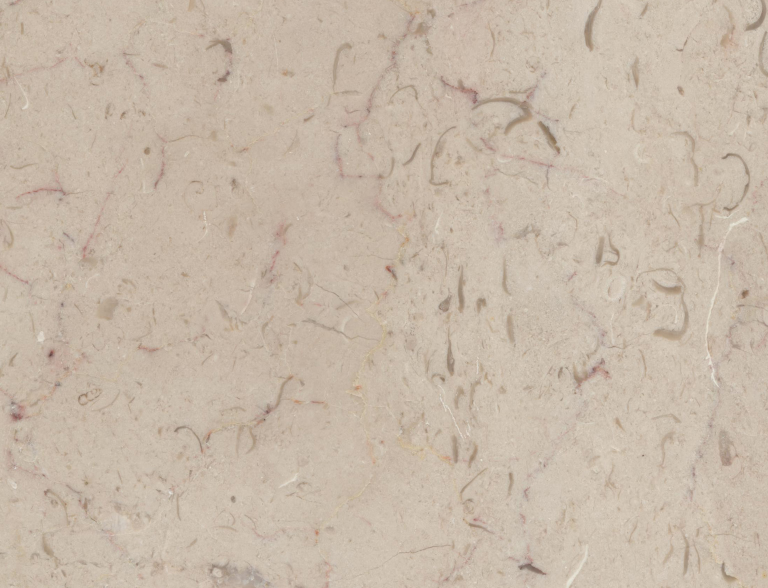 海贝米黄-厦门远东金石材